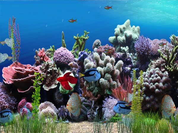 Screenshot for AW-Mill Aquarium Animated Wallpaper 1.0.0