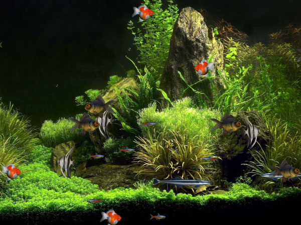 Aquarium Wallpaper Animated Free Download Aquarium Wallpaper Animated Free Download